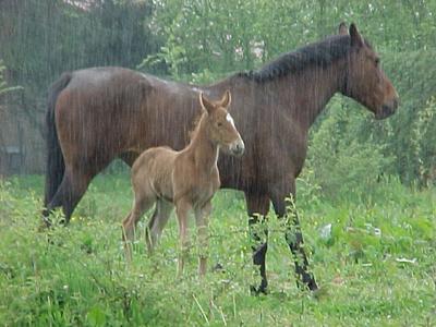 CISSIE Y MISTELA CON 24 H.