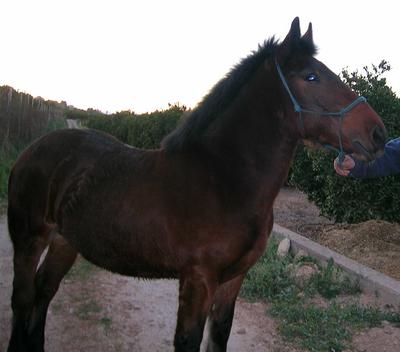 DE PERFIL