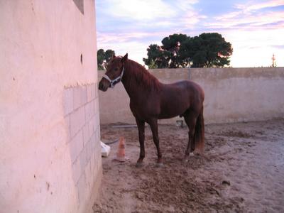 ESTÁ RICA LA PARED