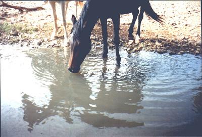KYRA BEBIENDO AGUA FRESQUITA