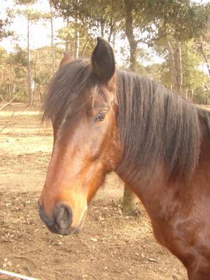 TATANA